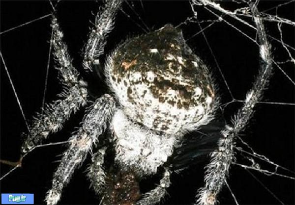 بزرگ‌ترین تار عنکبوت دنیا + تصاویر 