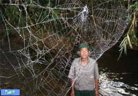 بزرگ‌ترین تار عنکبوت دنیا + تصاویر 