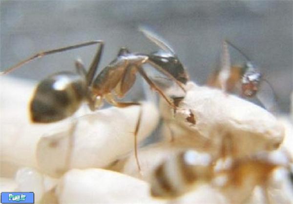  به دنیا آمدن مورچه/ عکس