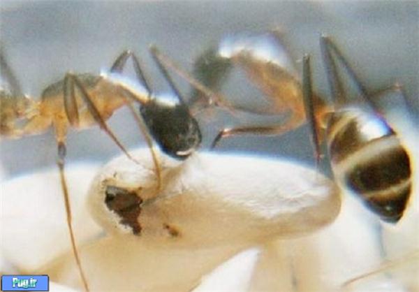 به دنیا آمدن مورچه/ عکس