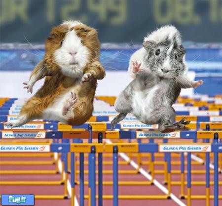 المپیک برای خوکچه ها 