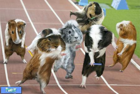 المپیک برای خوکچه ها 