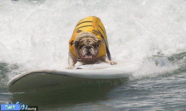 رقابت سگها بر روی آب