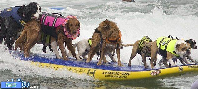 رقابت سگها بر روی آب