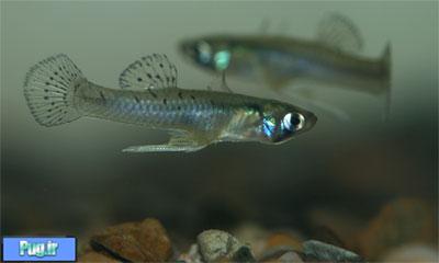 معرفی پشه ماهی شرقی (Gambusia holbrooki)