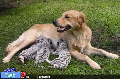 دایه های مهربان تر از مادر در حیوانات