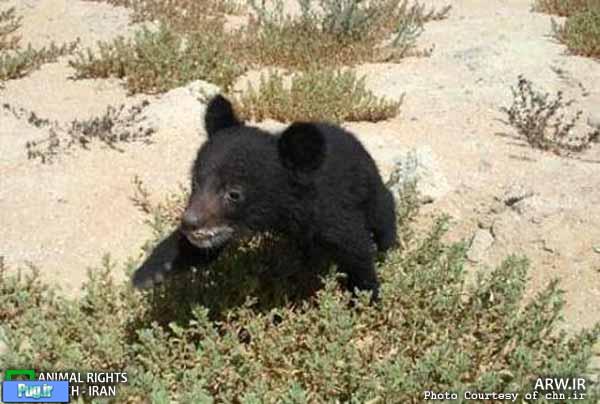  کشته شدن خرس سیاه در ایران یک استثنا است