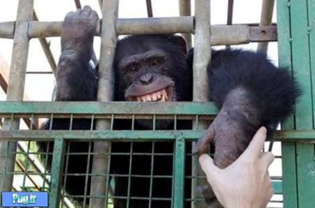  باغ وحش در ایران شبیه زندان حیوانات است
