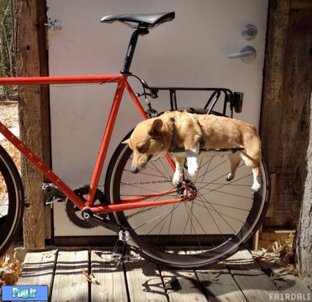 دوچرخه ای برای دوستداران سگ ها