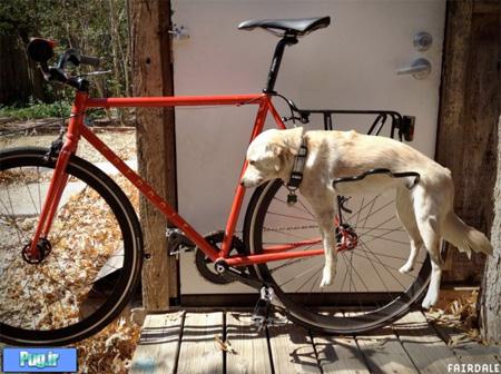 دوچرخه ای برای دوستداران سگ ها