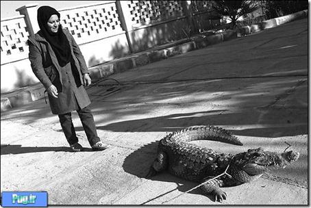 زن ایرانی پرورش دهنده تمساح +تصاویر