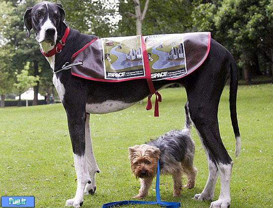 بلندقدترين سگ جهان