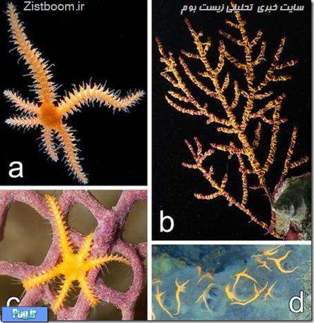 شگفتی کارشناسان از مشاهده ستاره‌‌ دریایی