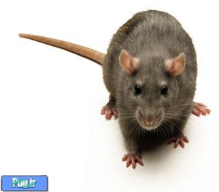 جهش ژنتیکی عجیب موش‌های تهران