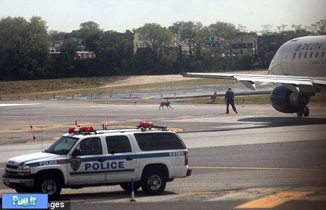 سگی باعث تاخیر در پروازهای فرودگاه نیویورک شد