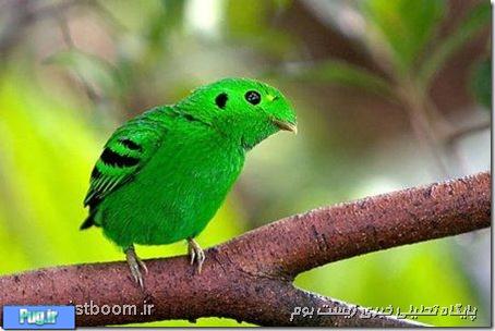 شفافترین پرنده سبز دنیا + عکس