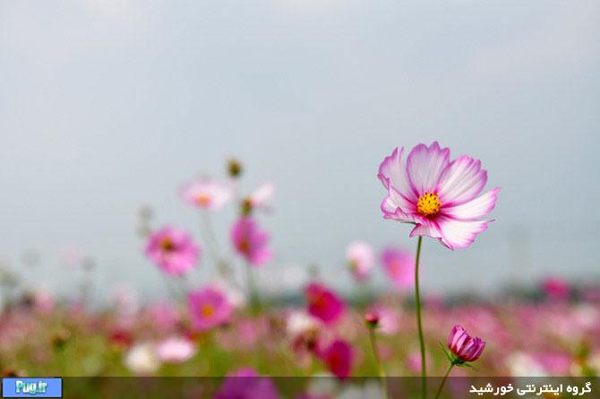 عکس های زیبا طبیعت از وینست تینگ