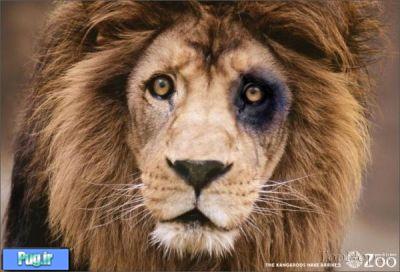 تبلیغات زیبا برای باغ وحش سری 2