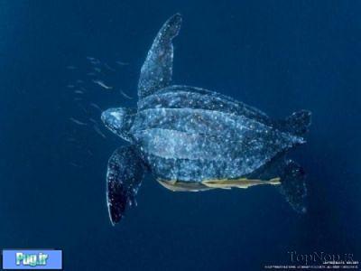 آرواره های ترسناک لاکپشت های آبی