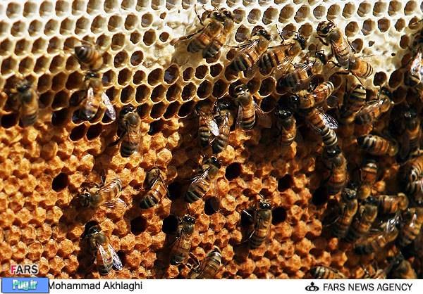 پرورش زنبور عسل در قم