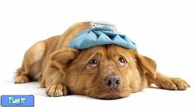 بیماری های کبدی در سگها