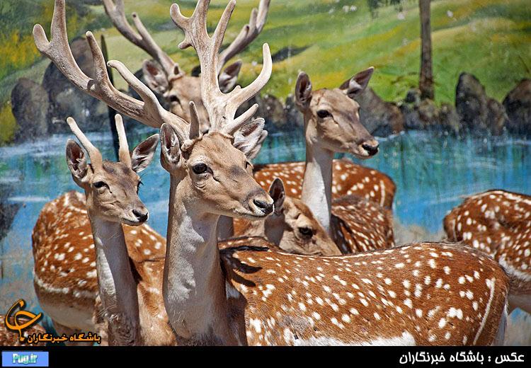 باغ وحش وکیل آباد مشهد