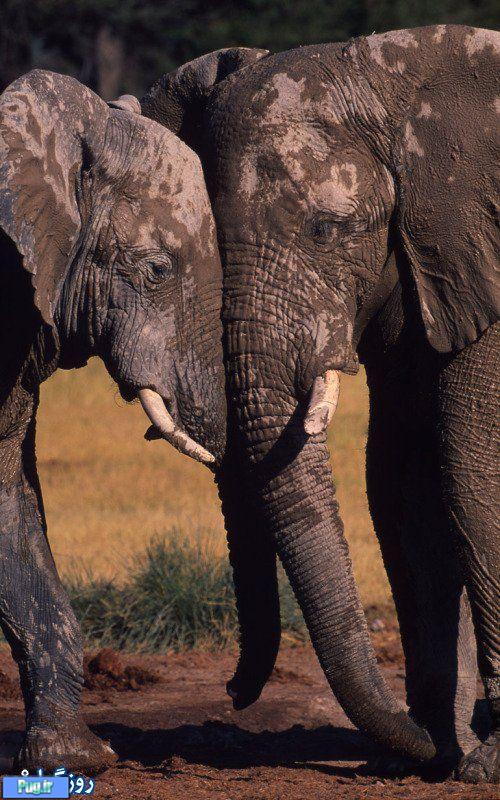 دنیای فیل ها 