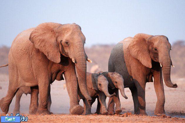 دنیای فیل ها 