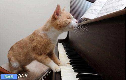 گربه نابینایی که پیانو می نوازد