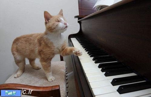 گربه نابینایی که پیانو می نوازد