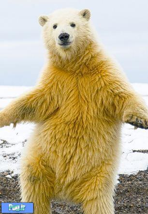 خرس قطبی بامزه ای که می رقصد! + عکس