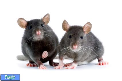 ژن درمانی/ بازگشت حس بویایی به موشهای فاقد این حس