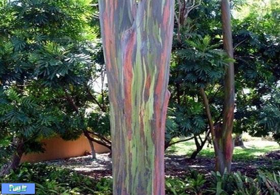 درختی شبیه رنگین کمان +عکس