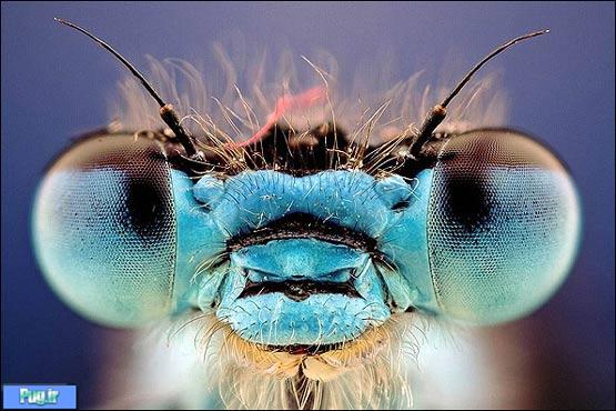 تصاویری از نمای نزدیک صورت حشرات