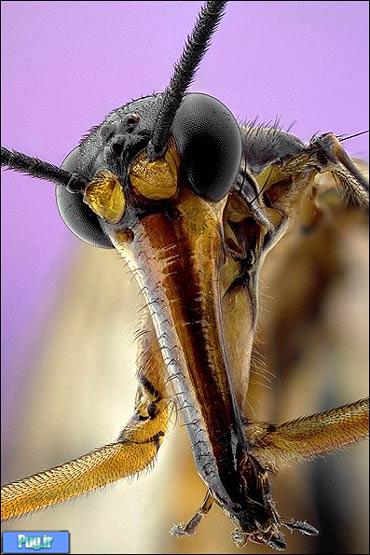 تصاویری از نمای نزدیک صورت حشرات