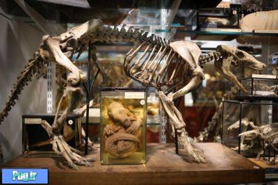 عجیب ترین موزه دنیای حیوانات