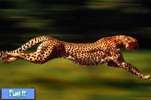 دانشمندان راز سریع دویدن یوزپلنگ را فاش کردند