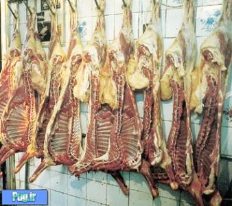 افزایش قیمت گوشت حتمی است !