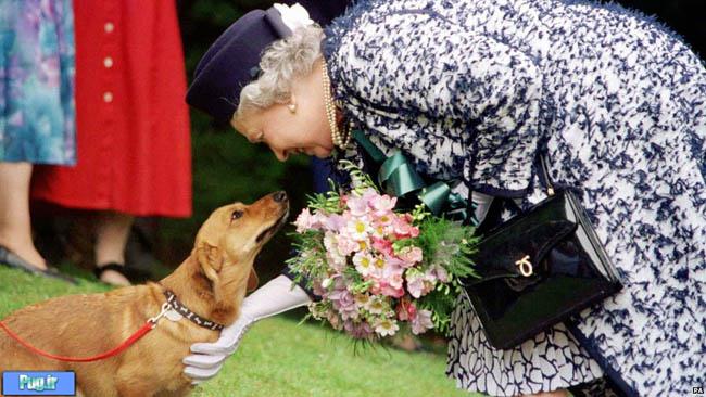اطلاعات بیشتر درباره مرگ سگ ملکه بریتانیا