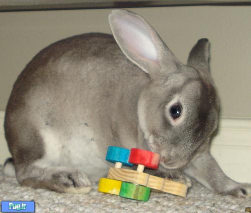 خرگوشتان وسایل خانه را می جود؟ (ترجمه)