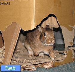 خرگوشتان وسایل خانه را می جود؟ (ترجمه)