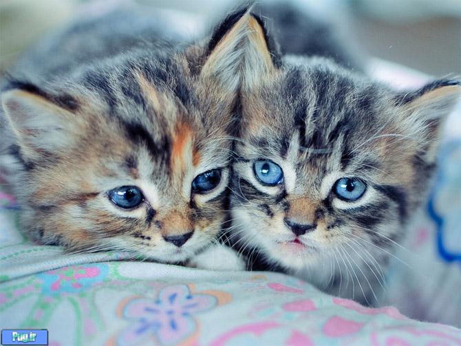 عکس هایی بسیار دیدنی از گربه های زیبا