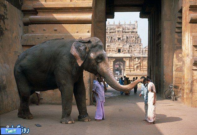 عکس هایی از رژیم فیل های هندی 