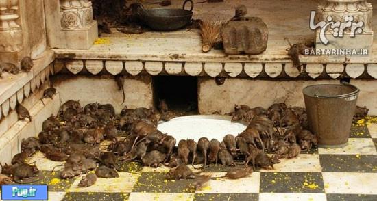 معبد موش های مقدس در هند! +عکس