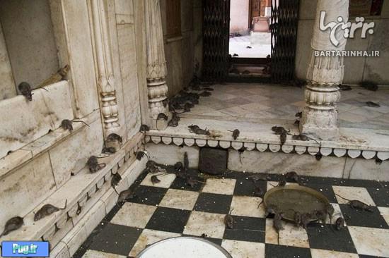 معبد موش های مقدس در هند! +عکس
