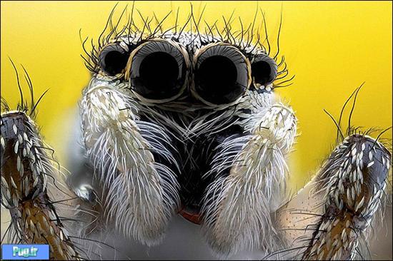 تصاویری از نمای نزدیک صورت حشرات/ در چشم حشرات زل بزنید!!