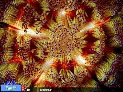 ستاره دریایی بسیار زیبا