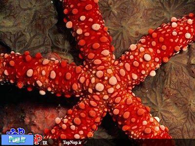 ستاره دریایی بسیار زیبا