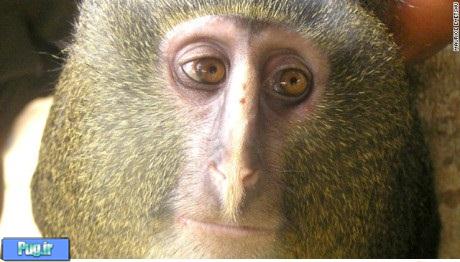 عکس: کشف یک میمون جدید با صورتی شگفت انگیز