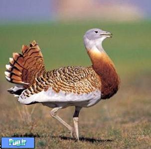  ایران زیستگاه نادرترین پرنده